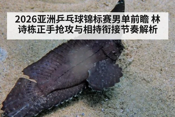 2026亚洲乒乓球锦标赛男单前瞻 林诗栋正手抢攻与相持衔接节奏解析